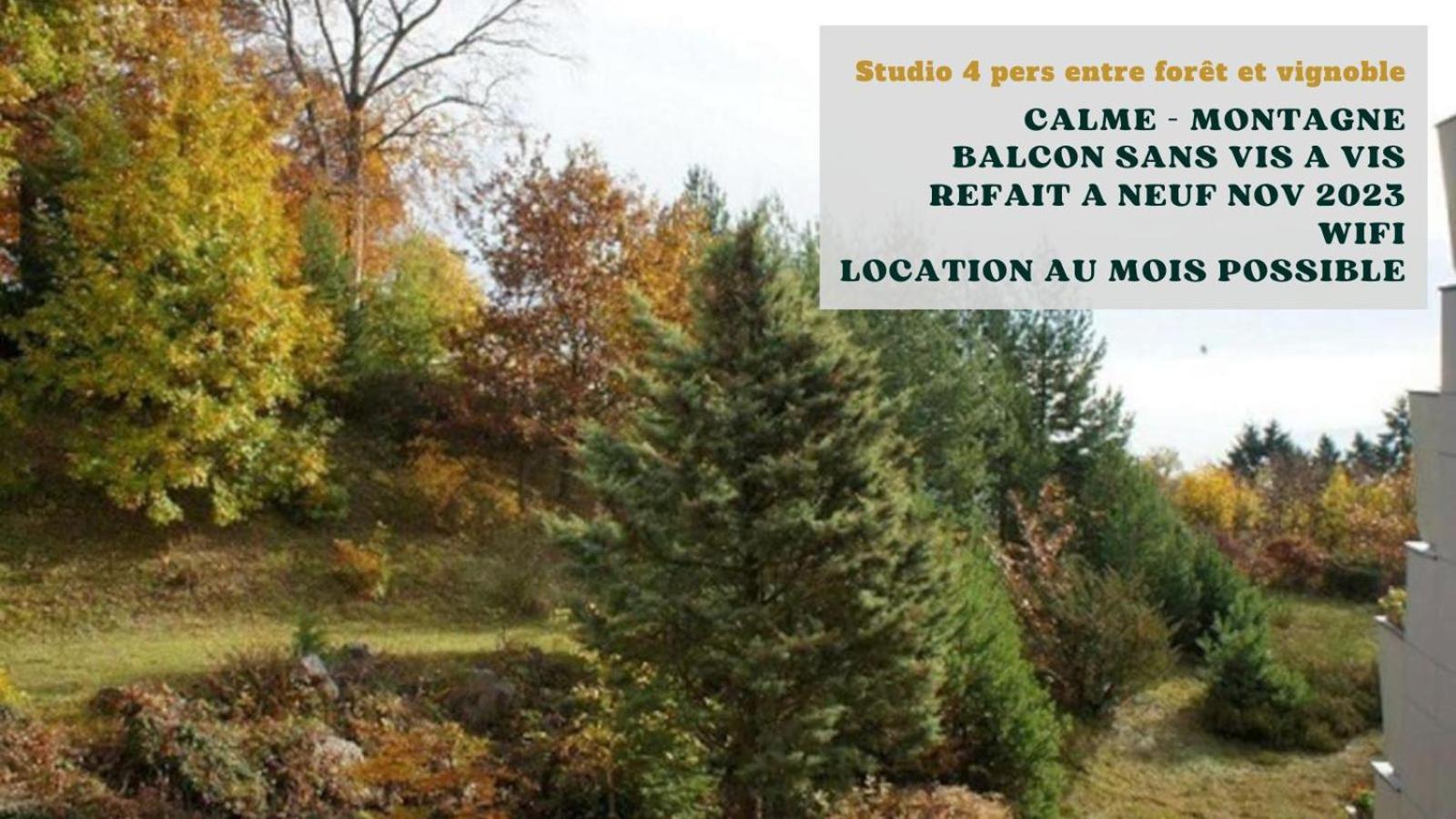 Studio Entre Foret Et Vignoble ! Turckheim Extérieur photo